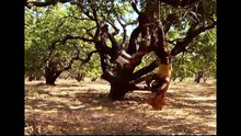 Shaurya Aur Suhani S01 E01 Meet Shaurya, Destiny’s Child (ABC Drama Digital)