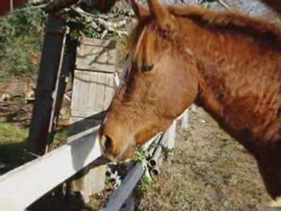 poney club de grenade