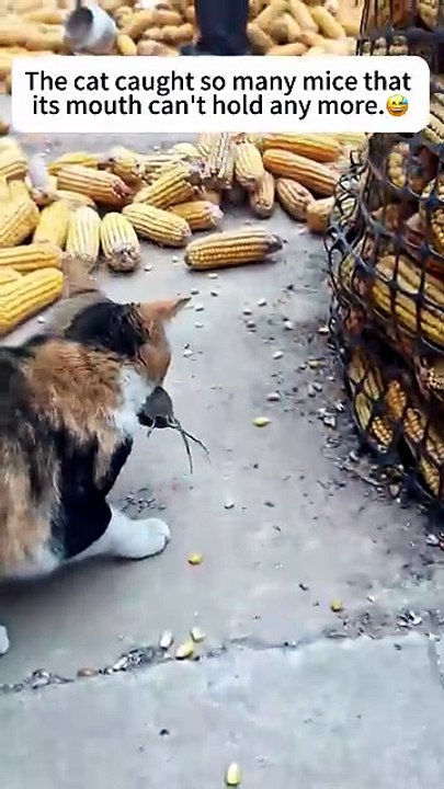 Cats catch and kill pest rodents.#cat #cats #kitten