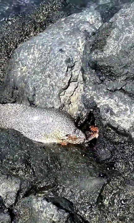 🔥Eel hunts a crab out of water, then makes a hasty retreat