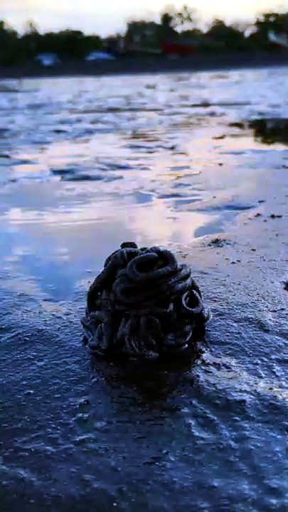 The Lugworm’s Mark