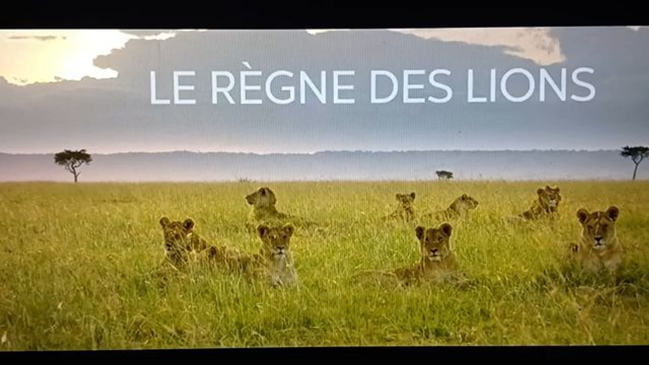 Le règne des lions du Masai mara