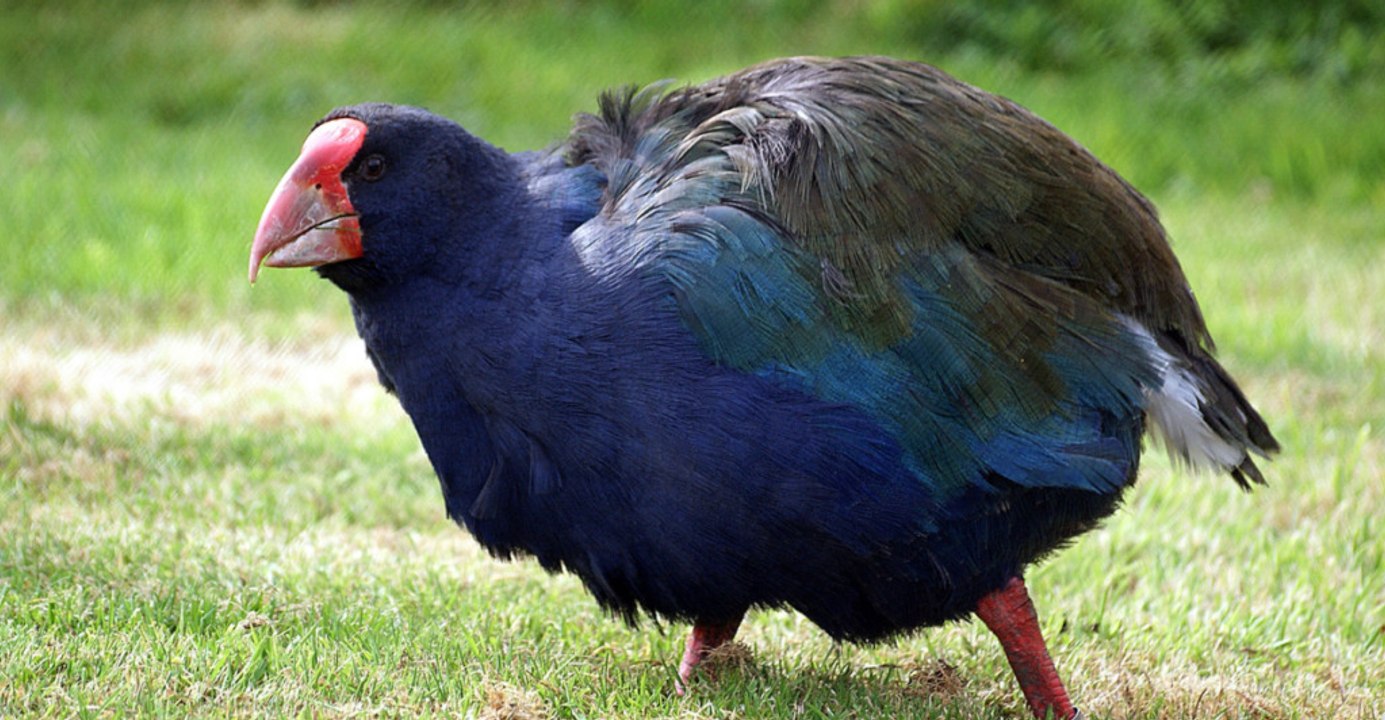 Scientists release a prehistoric bird once believed extinct back into the wild