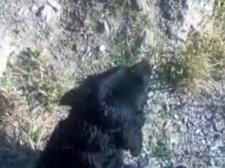 CHASSE: COOKY LABRADOR ENTRAINEMENT RAPPORT 3/3