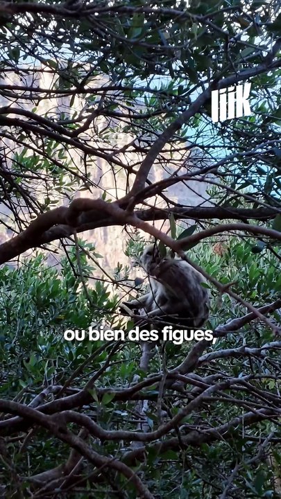 POURQUOI NOURRIR LES ANIMAUX SAUVAGES EST UNE IMMENSE ERREUR