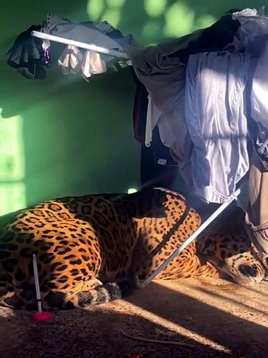 Onça-pintada é resgatada após aparecer em área residencial de Foz do Iguaçu