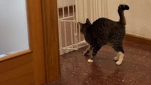 Two Cats Enter A Room Using Different Ways Through A Gate