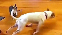 ​"Funniest cat and dog moments that will make you laugh"