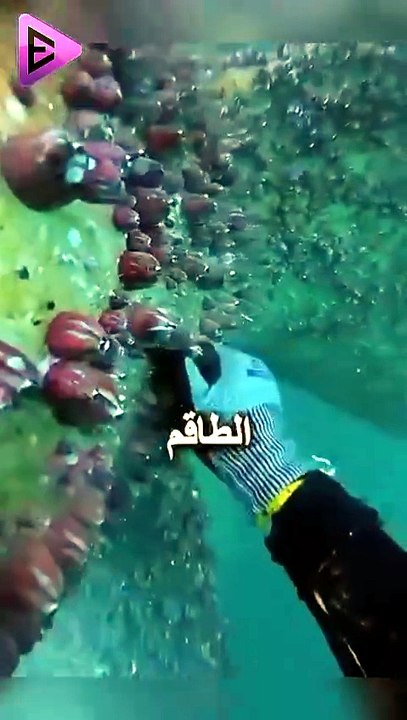 البلاديوم | هذا الكائن البحري الصغير يكلّف السفن ملايين ا🚢🤯 #elpladum #اكسبلور #ترند #قصص #معلومات