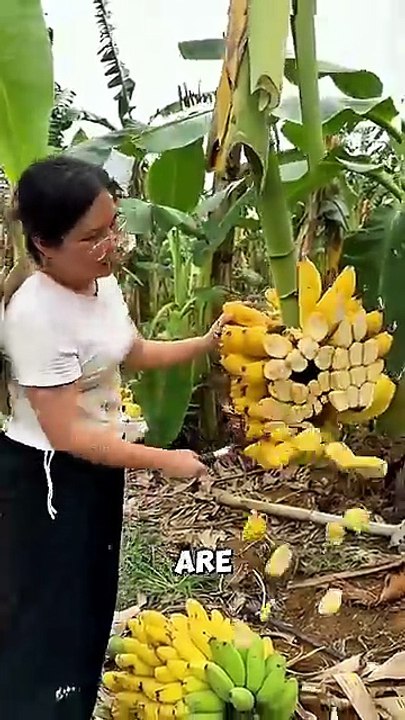They Grow Bananas… But Not for Fruit 😱