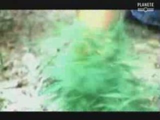 cannabis_prohibition_usa part7