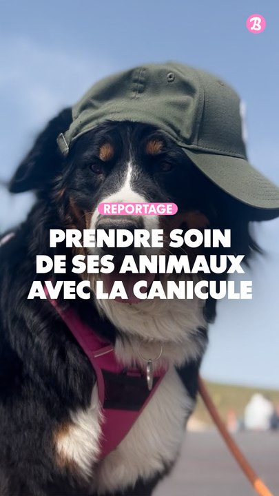Reportage : Prendre soin de ses animaux avec la canicule !