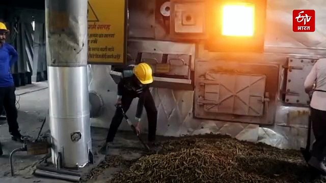 महासमुंद पुलिस की नशे के खिलाफ बड़ी कार्रवाई, 5 करोड़ रुपये का गांजा नष्ट