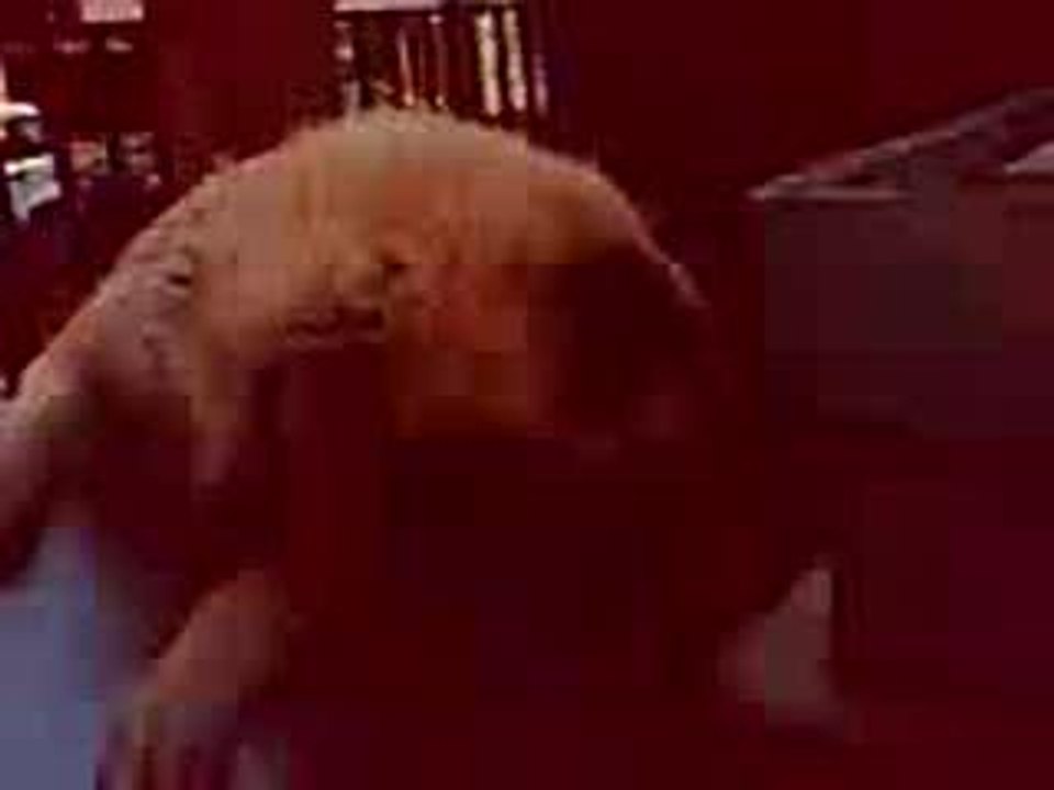 Vidéo008 kangal