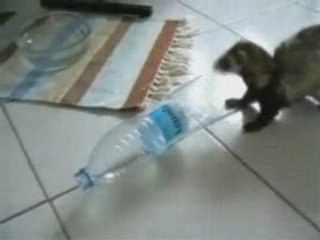 Boubou le furet délire dans sa bouteille