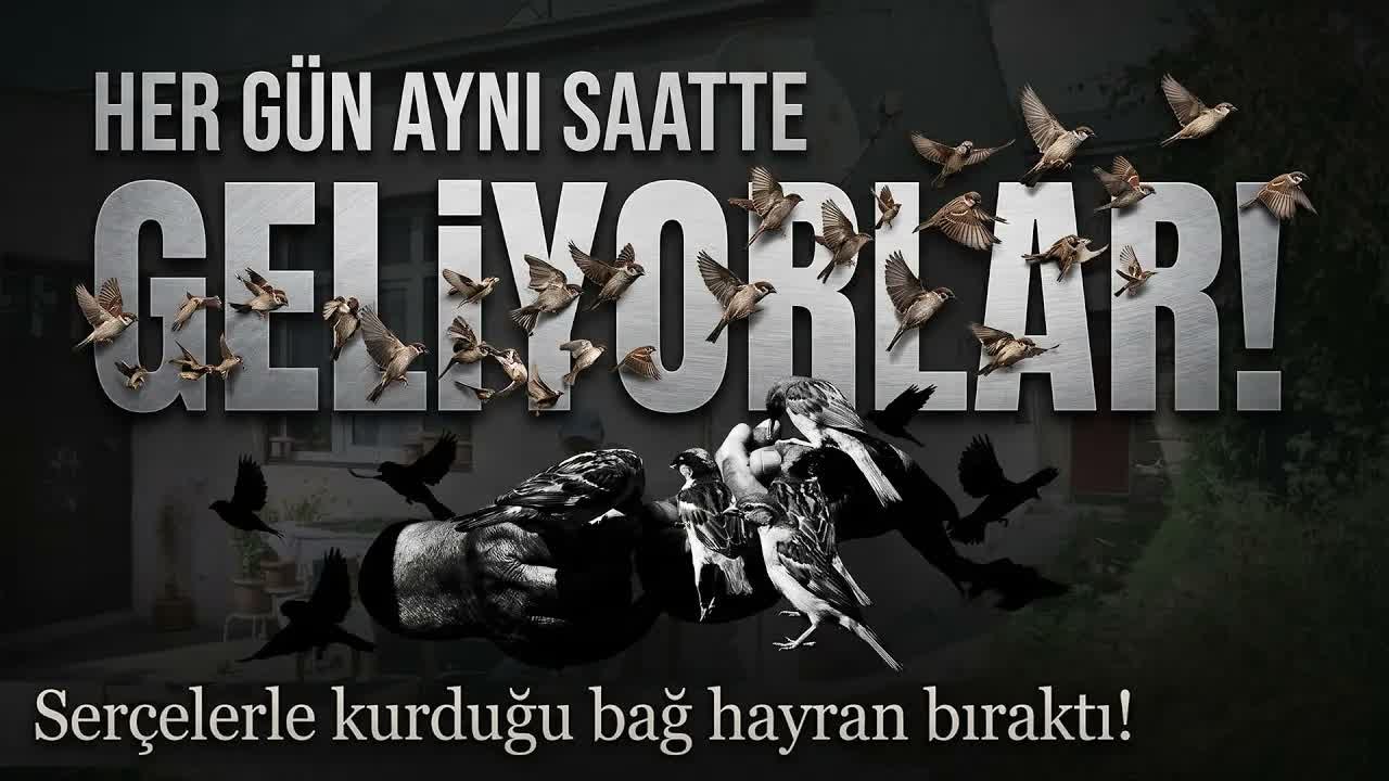 Serçelerden Duygulandıran Güven: Her Gün Elinden Besleniyorlar