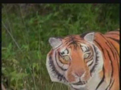 NATIONAL GEOGRAPHIC Tigres Des Neiges.2
