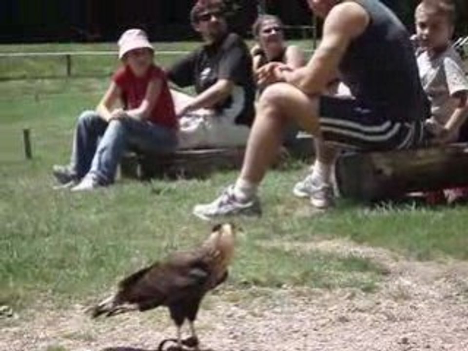Oiseaux pal