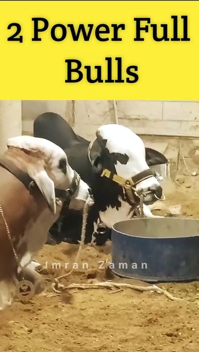 2 Power Full Bulls 😍