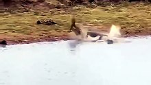 Unlucky Animals That Died From the WORST Bad Luck! 💔😱 Heartbreaking Stories
