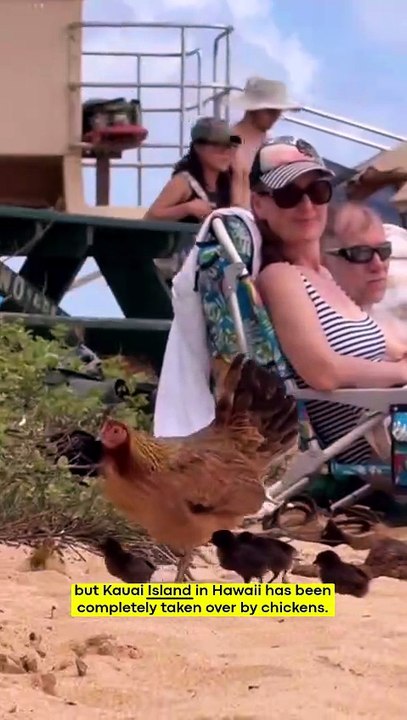This Hawaiian island has 500,000 wild chickens—and nobody can eat them! 🐔🏝️ #HawaiiFacts #KauaiIsland