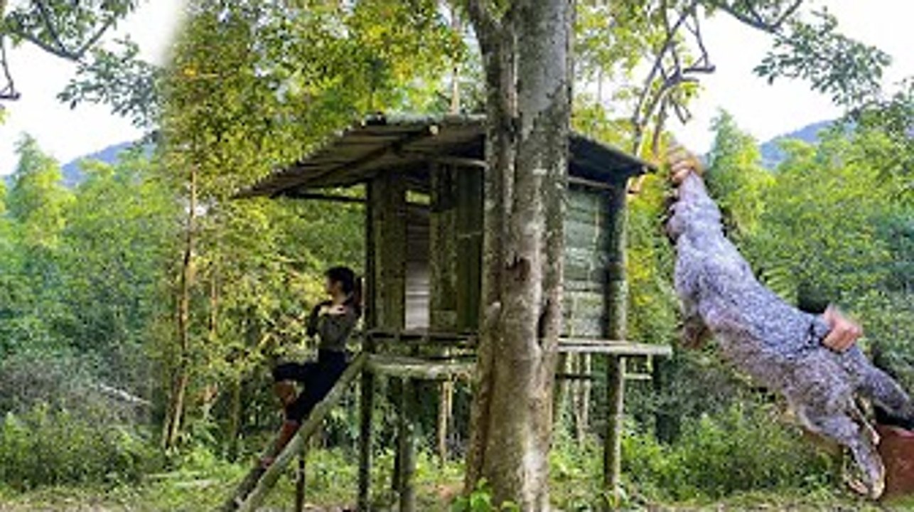 Build a bamboo house in the forest, hunter girl, make the complete trap - bushcraft survival
