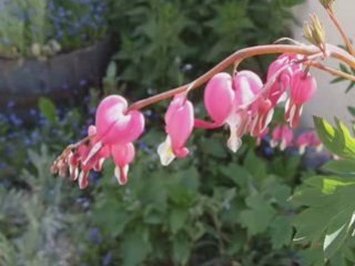 Le Printemps en Lorraine