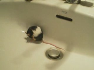 Le blog des Souris rodentia cachou toilette