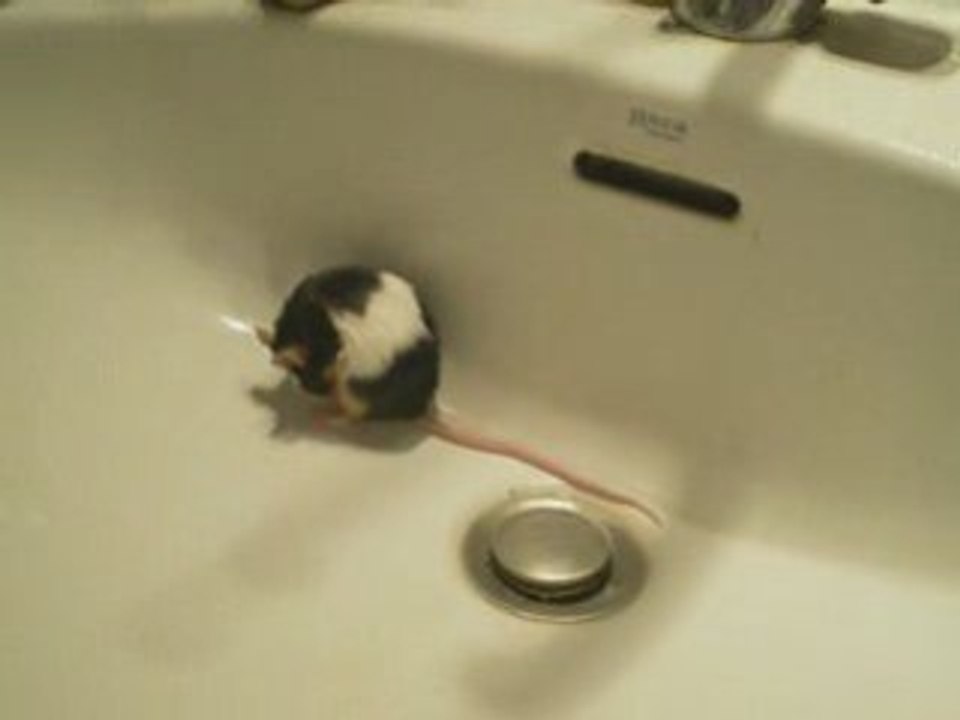 Le blog des Souris rodentia cachou toilette
