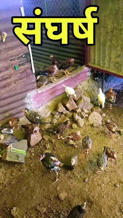 संघर्ष से मत डरो ।murgi palan business #desimurgi #chicken #birds #gavran #freerangechickens #desi