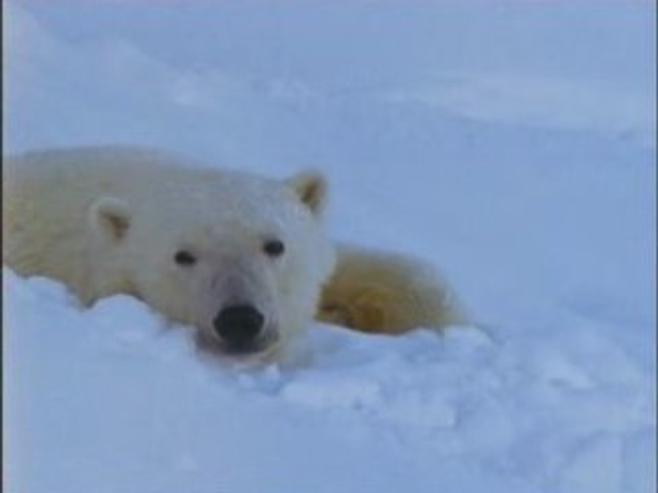 NATIONAL GEOGRAPHIC le royaume de L'Ours Polaire.3