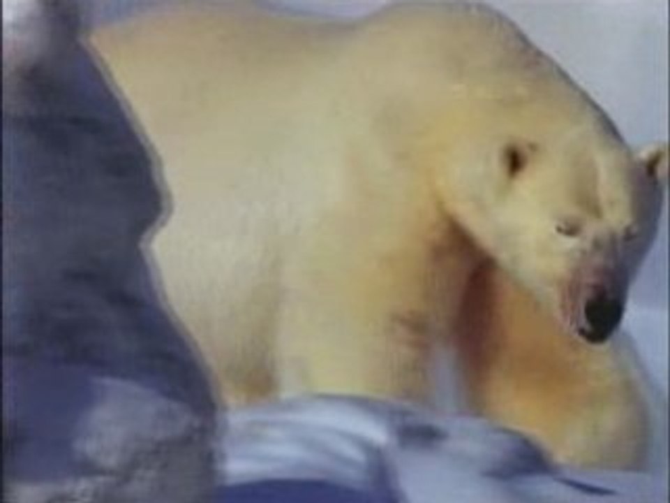 NATIONAL GEOGRAPHIC le royaume de L'Ours Polaire.1