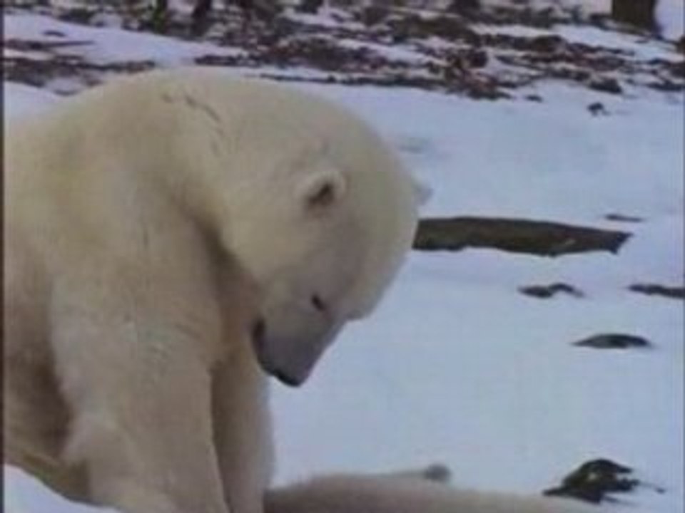 NATIONAL GEOGRAPHIC le royaume de L'Ours Polaire.2