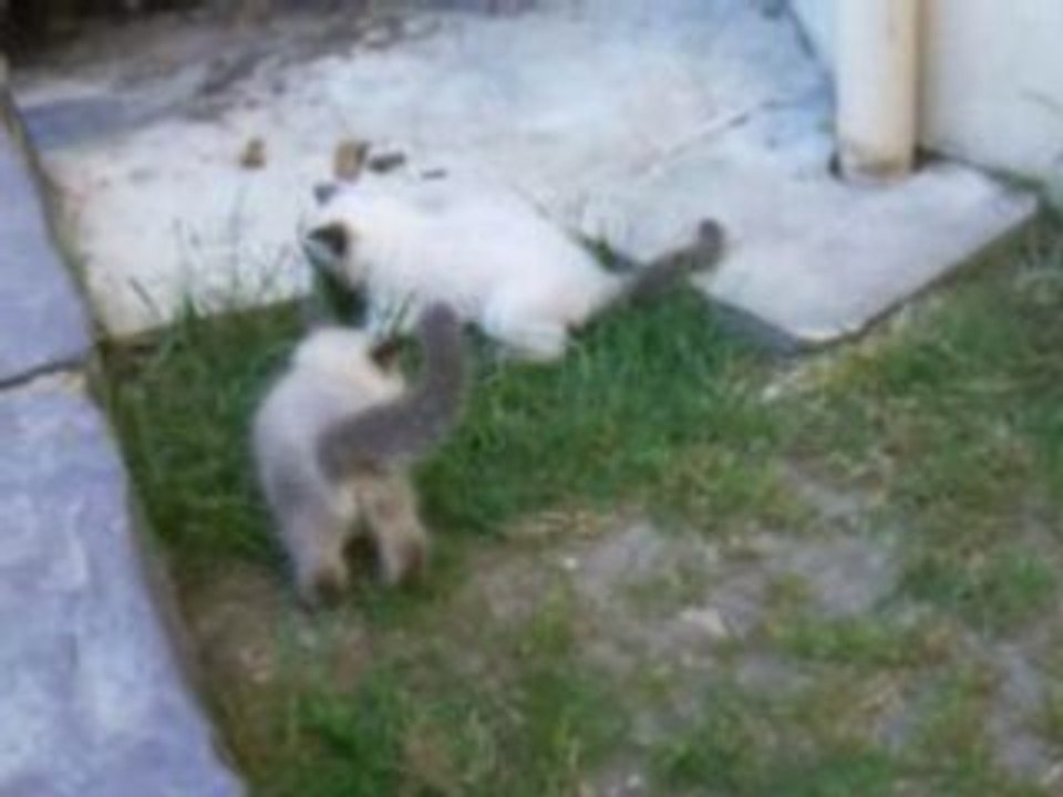 CHATONS RAGDOLL