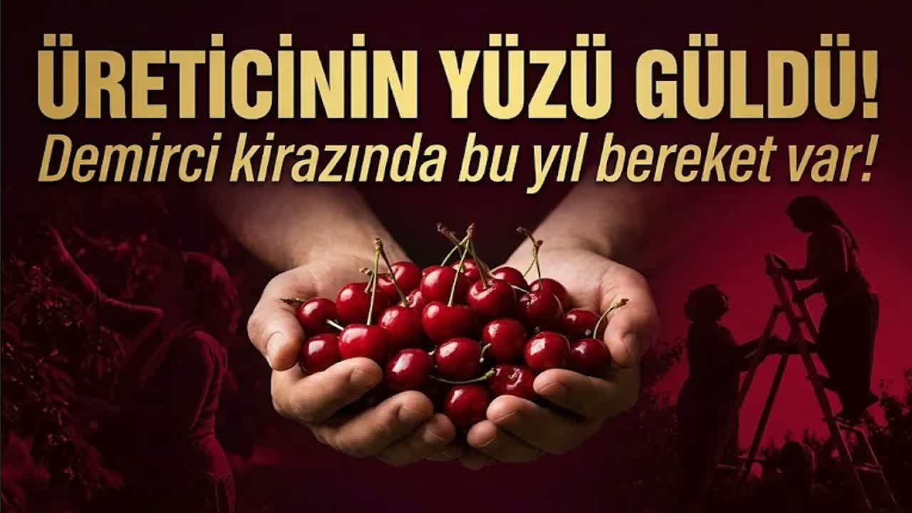 İhracatlık Demirci Kirazında Sezon Açıldı, Rekolte Zirvede