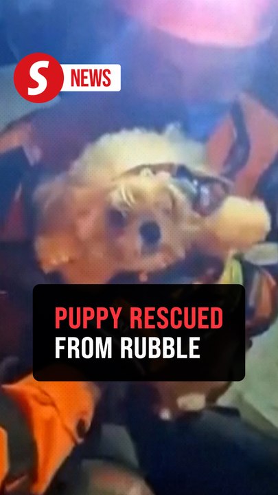 Puppy pulled from Venezuela rubble days after earthquakes