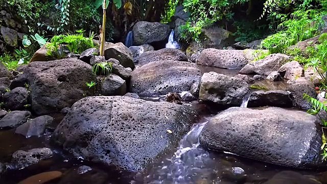 Musique de Méditation en Forêt 🌲 _ Sons Apaisants de la Nature pour Se Détendre