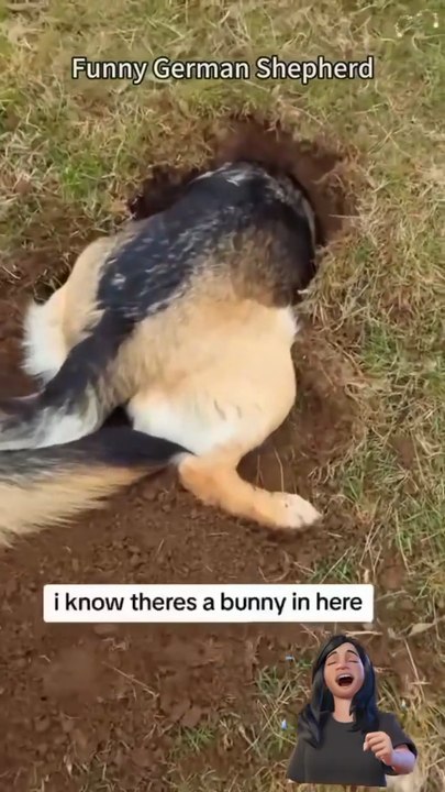 Funny German Shepherd🤣🤣🤣🤣🤣🤣🤣😍😍😍😍😍😍😍folow me please