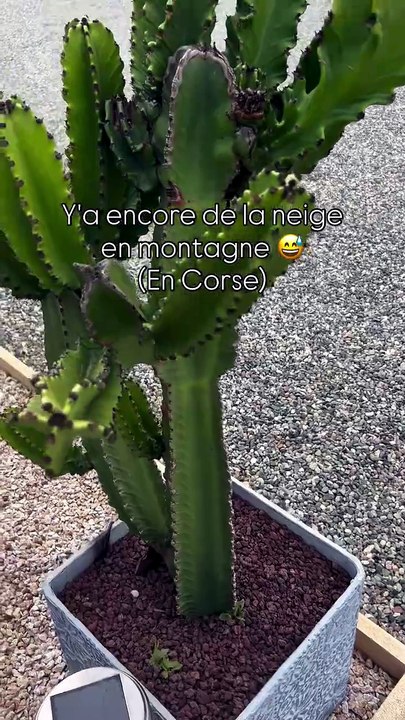 Y'a encore de la neige en montagne 😅 (En Corse) #corsica.mp4