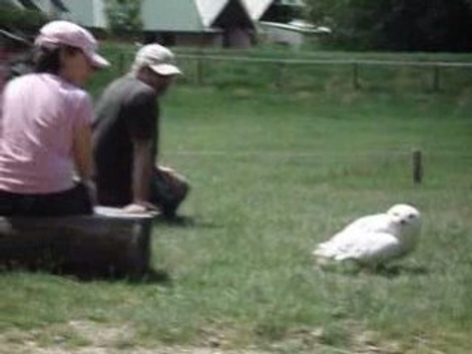 Oiseaux pal