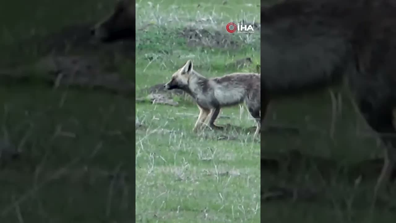 Ardahan ovasında yiyecek arayan tilki görüntülendi