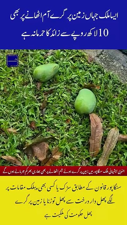 10 Lakh Fine for Picking Mangoes Fallen on the Ground — New Warning Issued!