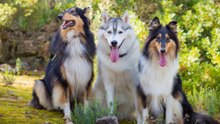 10 dog breeds celebrated as the world's most beautiful