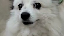 This Cute Dog Will Melt Your Heart ❤️🐾