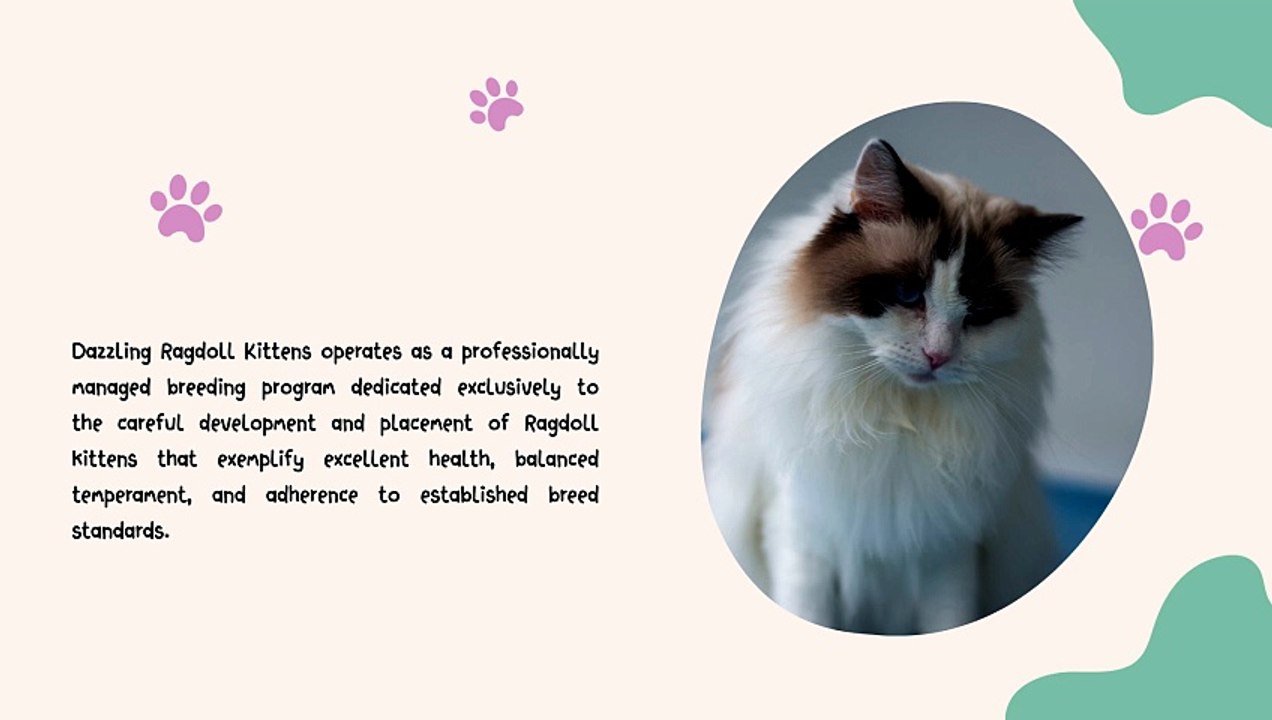 Quality Ragdoll Cats at Dazzling Ragdoll Kittens - Spokane, WA