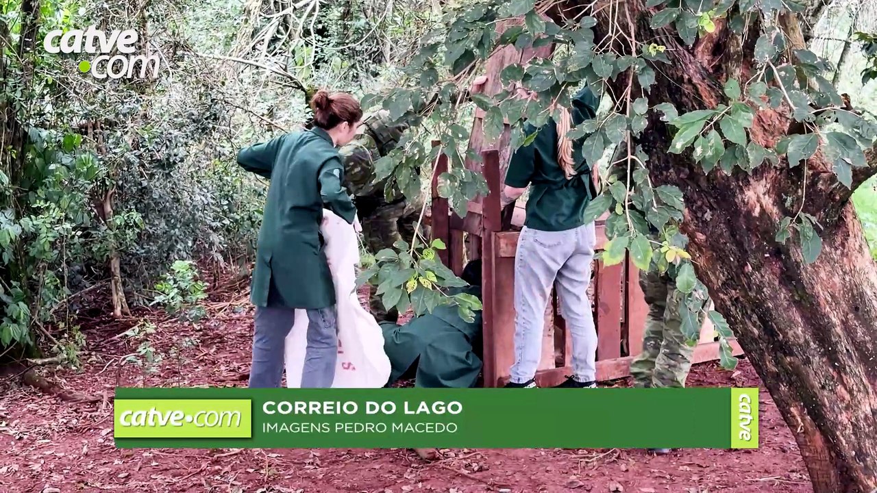 Onça-parda é capturada após ataques a rebanho no interior de Santa Helena