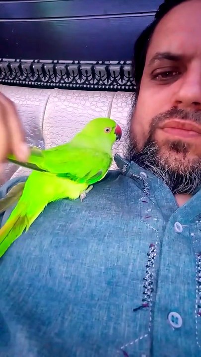 Parrot Love #reels #youtubeshorts #viral #youtu