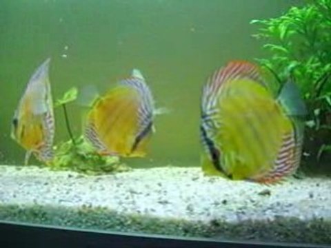 Discus sauvages