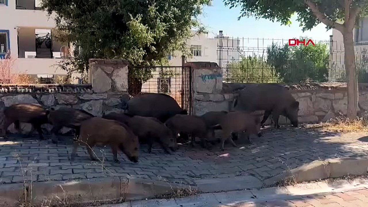 Bodrum sokaklarında şaşkına çeviren görüntüler: Sürü halinde şehre indiler