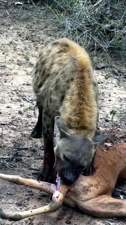 The Bone Cracker 🔥  Nature Cleaners 🔥 #wildlife #sound #eating #hyena  This is one of Africa’s most misunderstood predators, and ironically, one of its most successful. Hyenas are adaptable survivors thriving in harsh ecosystems where strength alone isn